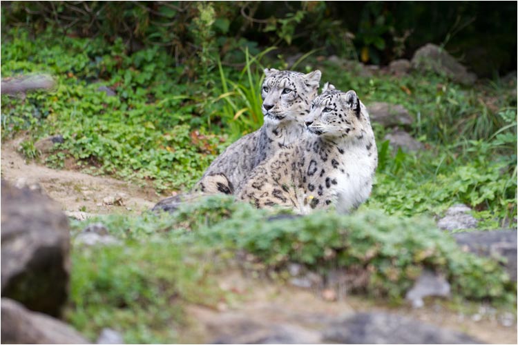 Villy (Hinten) und Dshamilja sind nicht oft zusammen zu sehen