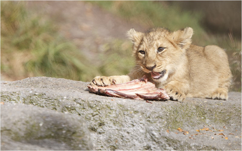Nun jetzt mal richtig reinhauen