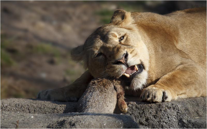 Bitte Joy beim Essen nicht stören, sonst zeigt Sie Ihre Zäh!
