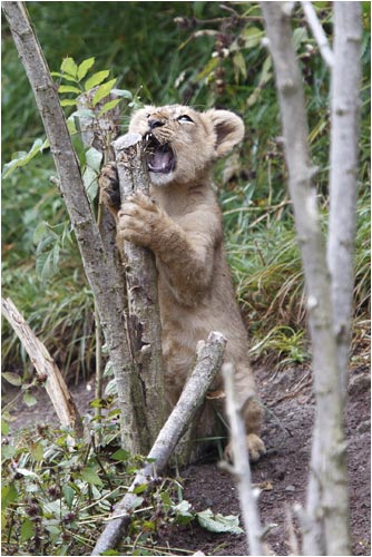 Holz kann man doch auch essen, oder?...