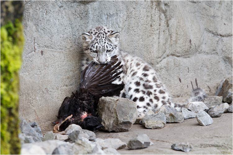 Hühnchen steht heute auf dem Menüplan