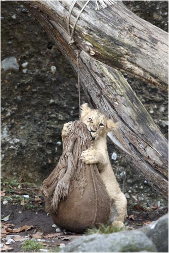 ...wenn nicht dann halt diesen Sack