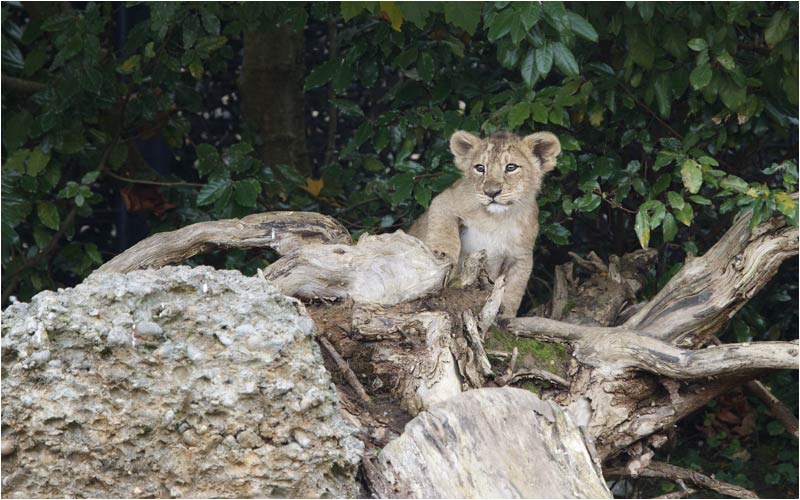 Da kommt er ja wieder