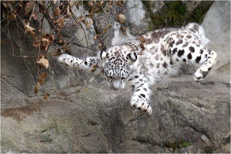 Meine Sprünge werden immer besser