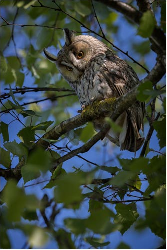 Mai, Waldohreule in der Linthebene/SG