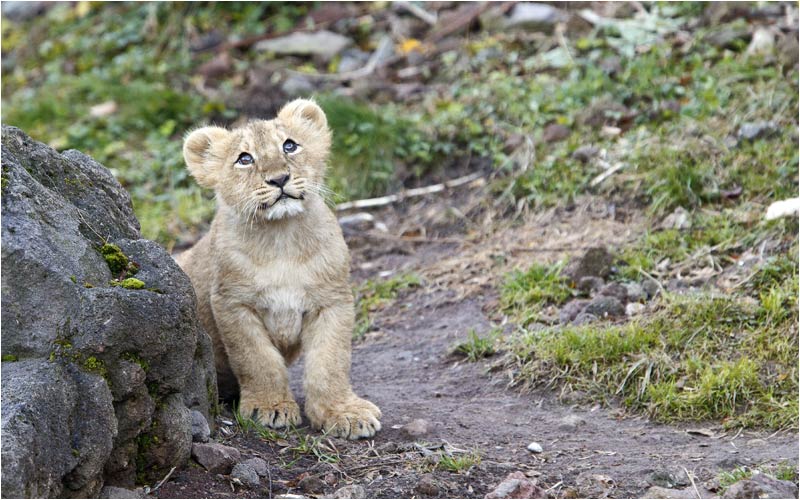Nein, diesen Vogel kannst du nicht fangen.