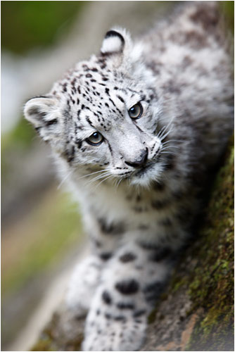 Kailash wagt sich an immer steilere Hänge