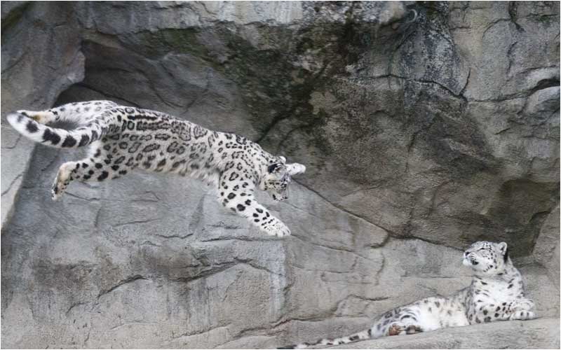 Kailash spring Mutter Dshamilja entgegen