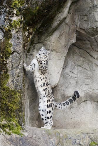 Kailash bereitet sich für den...