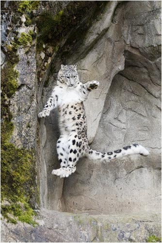 Ula Ooop, der berühmte Tanz