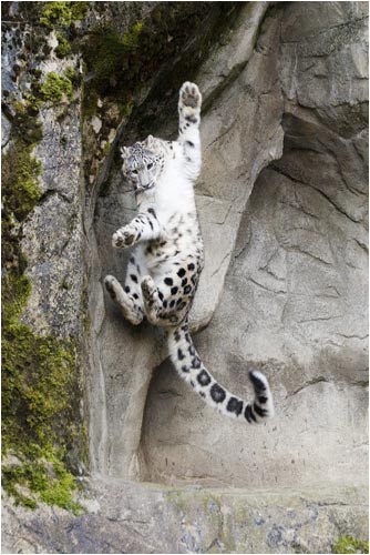 der Schneeleopard vom Zürcher Zoo
