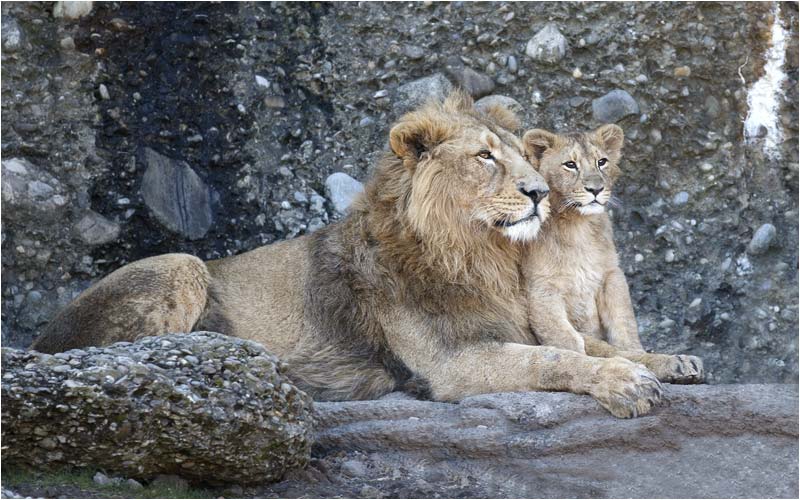 Ich mag mein grossen Bruder Jasraj