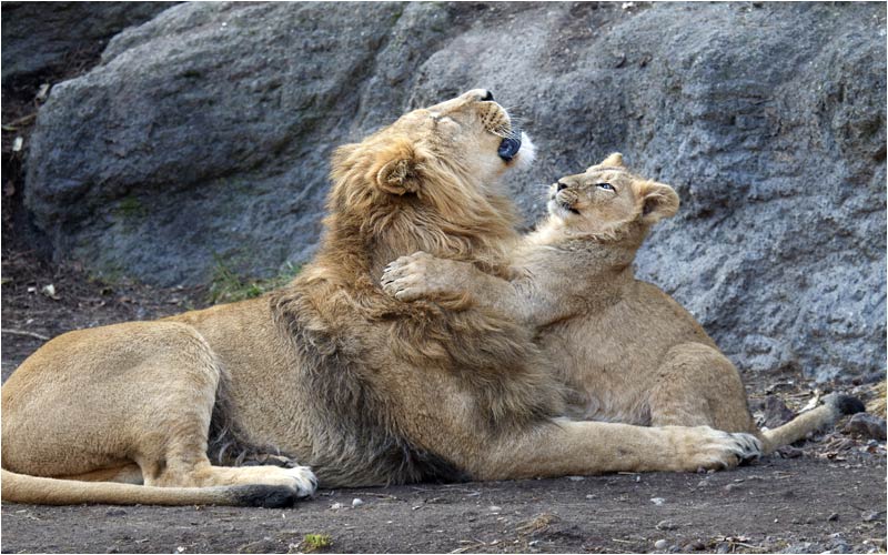 Vater Radja, du magst mich auch, oder?