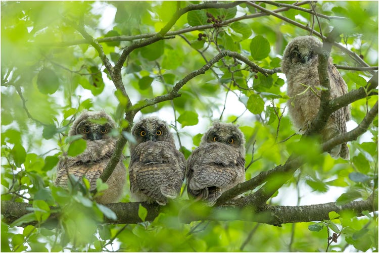 Juni, vier junge Waldohreulen in der Linthebene/SG