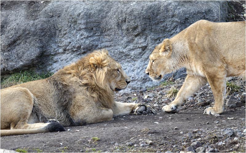Joy und Radja sind ein gutes paar