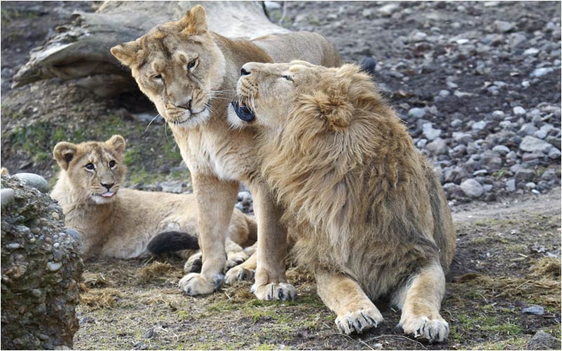 obwohl Radja  Mundgeruch nicht immer nach Blumen riecht