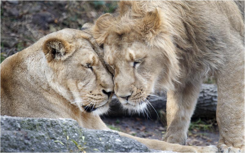 Jasraj und Joy sind auch sehr vertraut