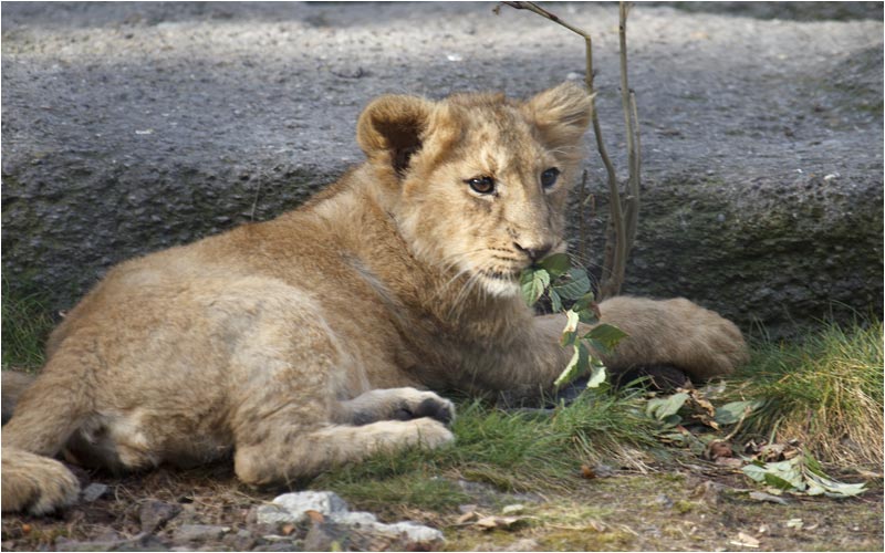Kuvam hat das Blätter-Essen entdeckt