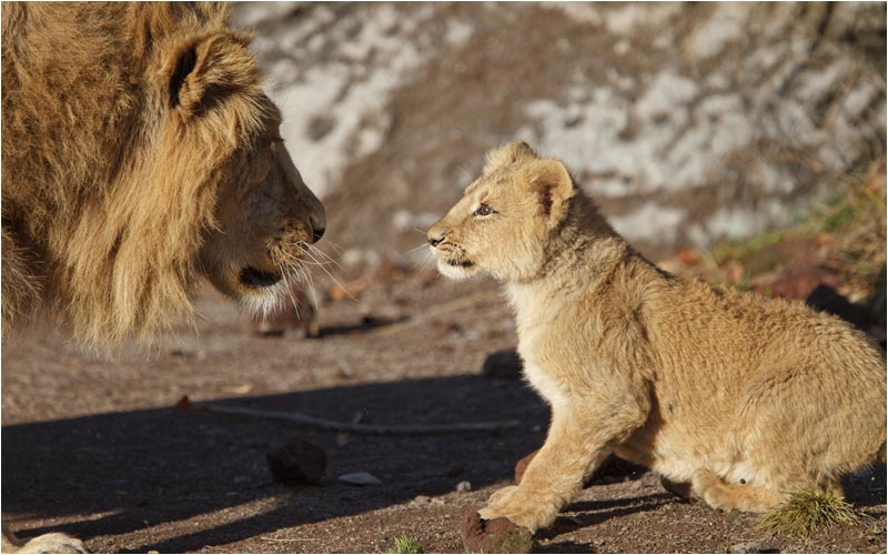  du bist noch zu stark für mich