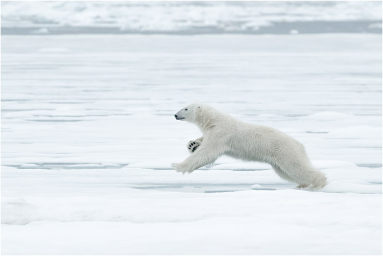 Juli - Eisbär auf der Eisbank, Spitzbergen