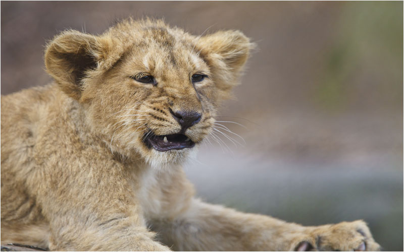  Grimassen kann ich auch machen