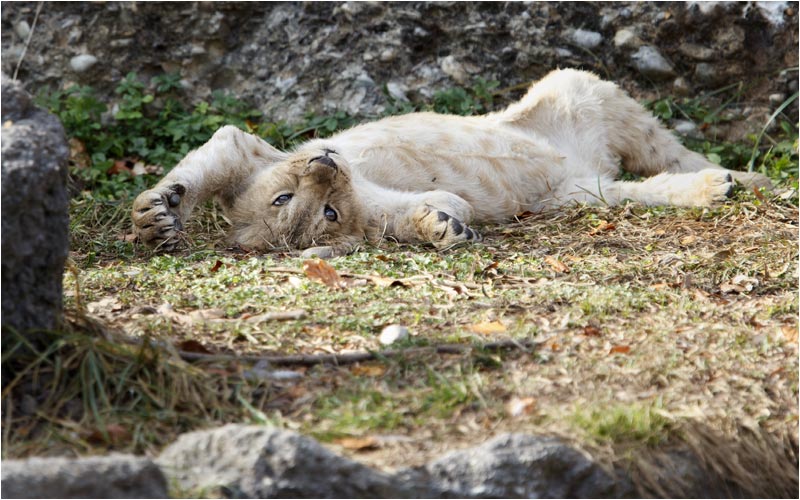 Auf dem Rücke liegen ist keine Sache