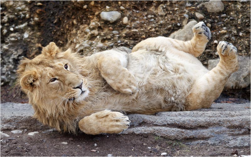 Bei  Jasraj sieht es nicht mehr so elegant aus