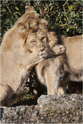 Komme mein Schnuggi Radja