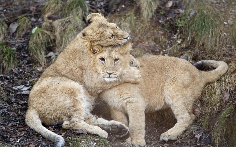 So die Eltern, so die Kinder (oder fast)