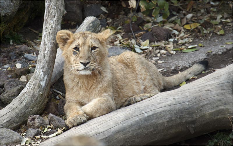 Der kleine Kuvam hat kampfspuren am Aug