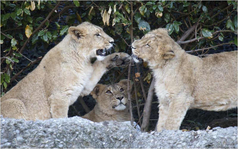 Kein Wunder wenn er mit sein Geschwister streitet