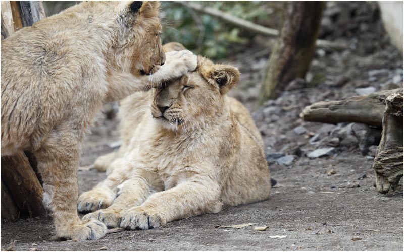 Ich ernenne dich Ritter der Indische Löwen