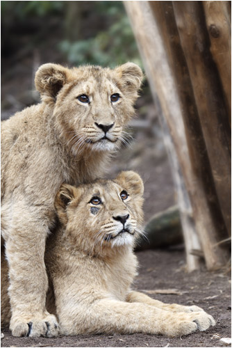 Vier Pfoten auf engem Raum