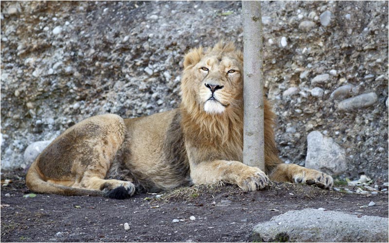 Diesen Baum ist mein lieblingsbaum