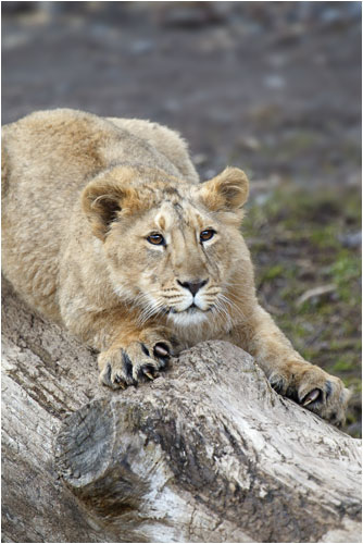  und das ist mein lieblingsstamm