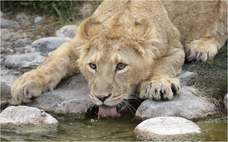 Bei dieser Hitze gibt es nur ein: trinken, trinken, trinken
