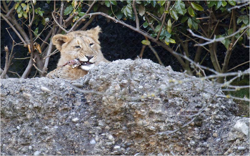 Diese Stuck Fleisch ist schon zäh