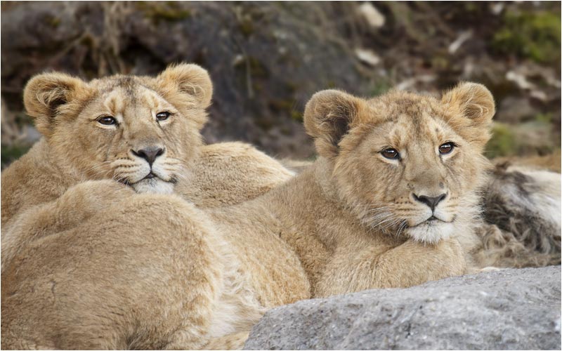 Die kleine Löwen sind jetzt richtig gross geworden