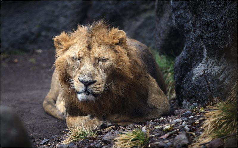Der Regen stört Vater Radja nicht