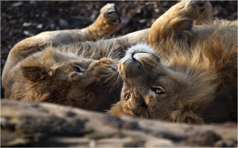 Vater Radja und Sohn  Jasraj