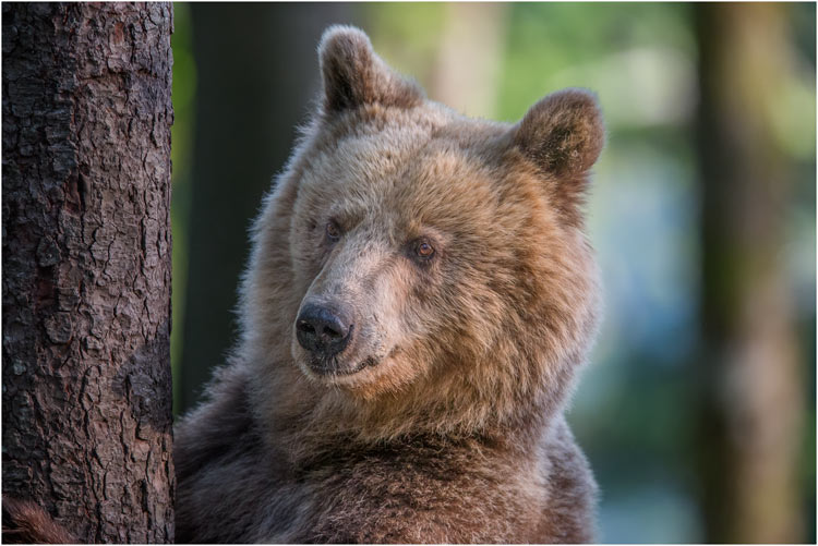 ca. 4-Jährige Bär lässt sich schön fotografieren