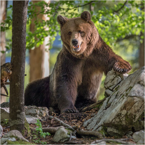 Hier bin ich der Boss!