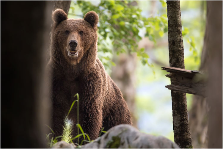 Hat uns der Bär in unser Hütte entdeckt?