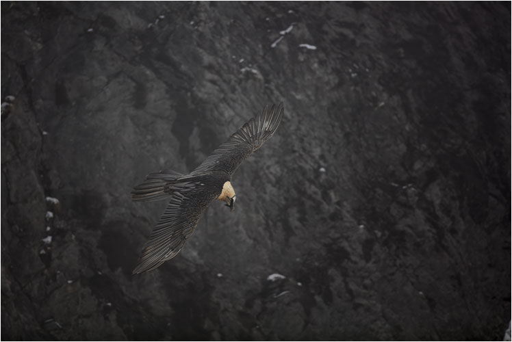 Schwarz auf schwarz, der Bartgeier ist kaum noch sichtbar