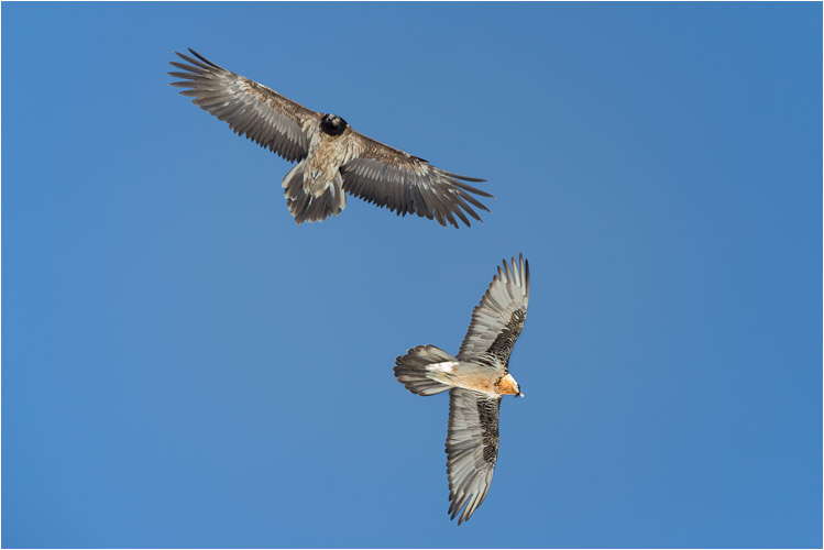 Junior und Senior Bartgeier auf Spazierflug