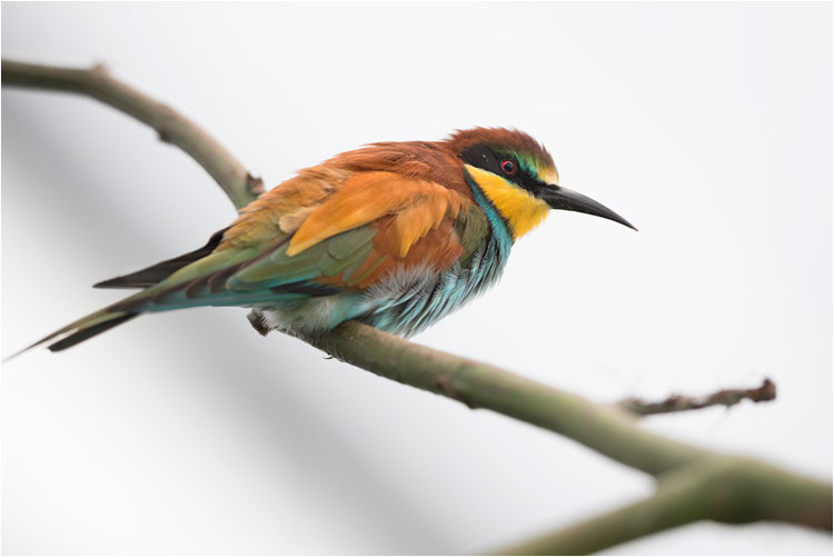 August, Bienenfresserkolonie im Abendlicht, Nord-Italien