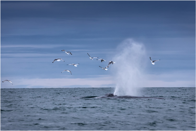 Begegnung mit dem Blauwal, das grösste bekannte Tier, das auf der Erde lebt.