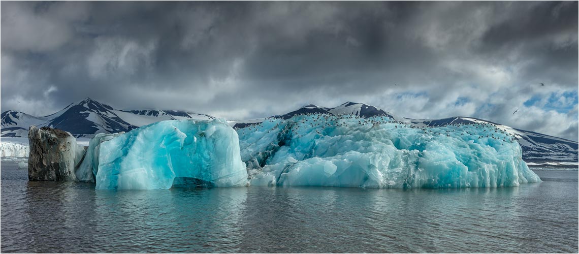 Vögelkolonie auf treibender Blaueis