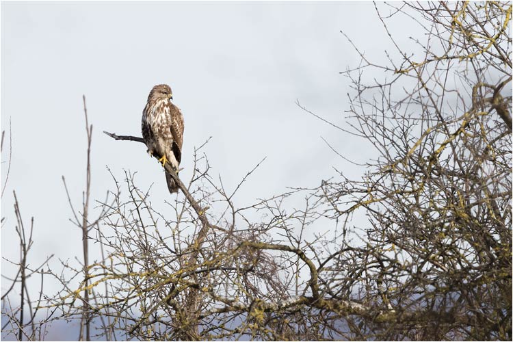 Bussard