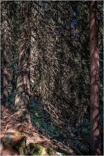 Neben dem Wanderweg ist der Wald nicht passierbar